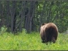 2369_lonebrownbear