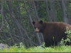 2382_lonebrownbear